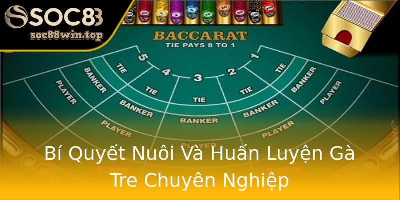 Bí Quyết Nuôi Và Huấn Luyện Gà Tre Chuyên Nghiệp Bí Quyết Nuôi Và Huấn Luyện Gà Tre Chuyên Nghiệp